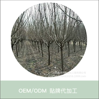 1-20公分粗樱花树苗绿化工程适用露地日本晚樱不惧寒落叶性绿化