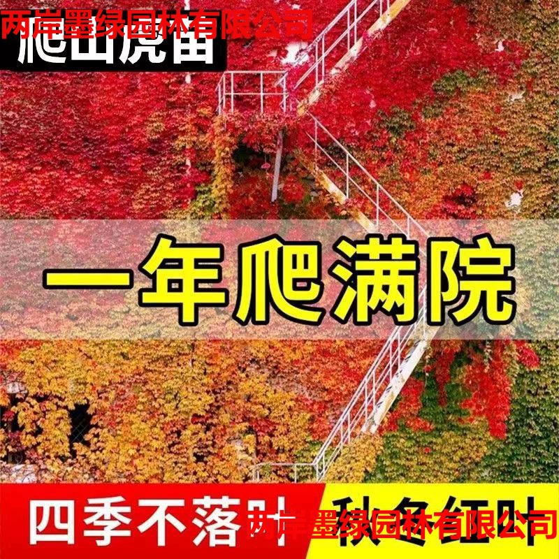 Саженцы вьющихся растений для уличного скалолазания, быстрорастущие черенки вьющихся растений, саженцы цветов для скалолазания, всесезонный солнцезащитный козырек в горшках.