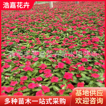 �L������ �L�����N�� �����_�r�� ɽ�| �ݻ�����