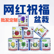 儿童种植小盆栽神奇植物室内迷你桌面儿童种植网红祝福绿植小盆栽