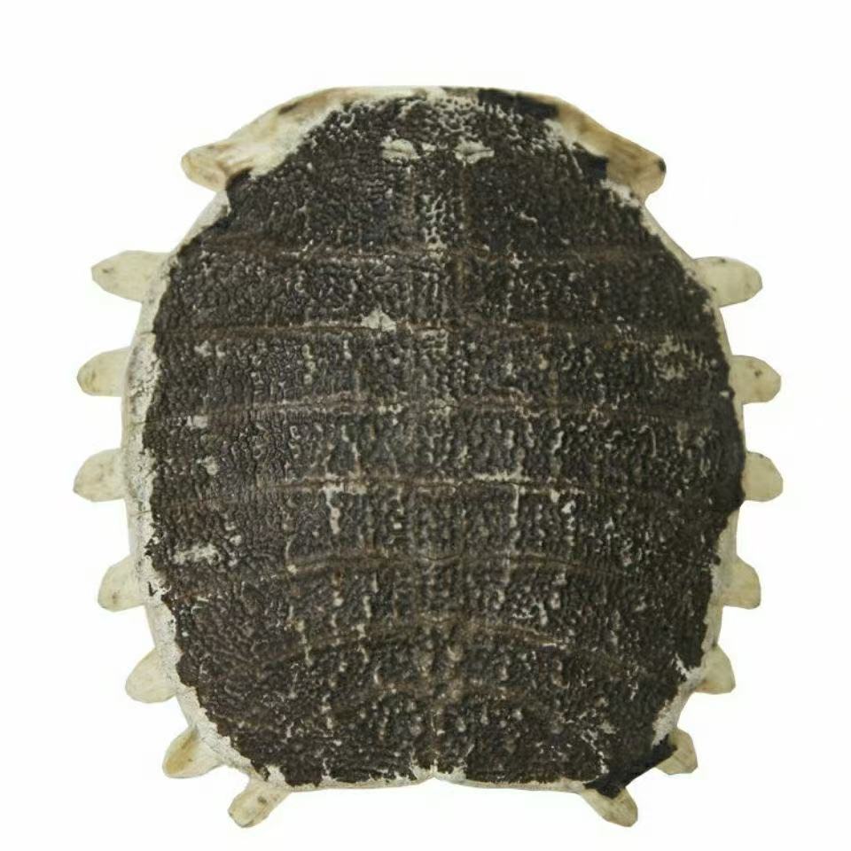 Bie Jia (Trionyx sinensis) Dried Turtle Shell Pieces — Traditional Chinese Herb, 500g preparation