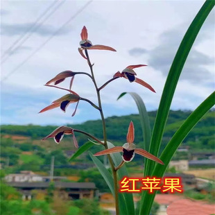 �t�O�����m��녝����m�����m�ݻ����_���׳ɻ���_Ʒ�҃ȾGֲ����