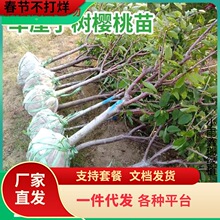 һ�����l܇���Ә��玧���򰫻����Ե����ϱ����Nֲ����Y�������