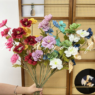 5�^ľ�Ȼ���c���滨 ��Y�ò廨�b�c·�����ý����ٻ����l