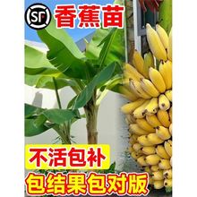 �㽶�������Ե����㽶�۽��ͺ������㽶���Ϸ������ļ�ͥԺ������