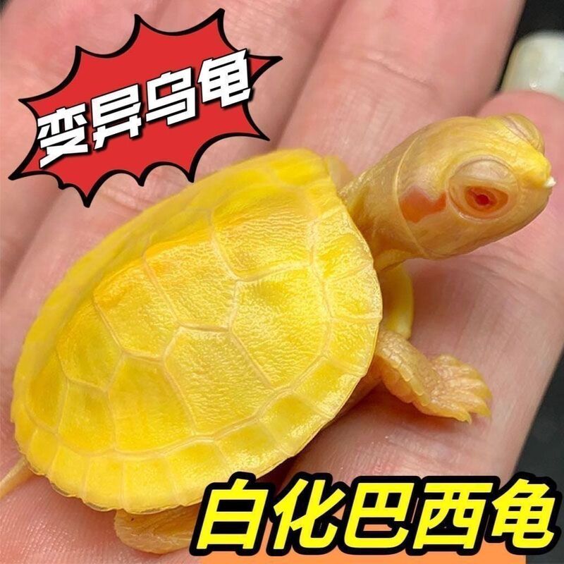 White-Blotched Brazilian Turtle, Internet-Famous White-Blotched Mutant Deep-Water Pet, Jelly-Like Ornamental Caramel Red-Eyed Turtle