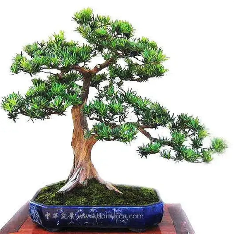 Pohan сосна саженцы вечнозеленые Pohan сосна двор балконные растения цветы в горшках зеленые растения может сделать бонсай пень