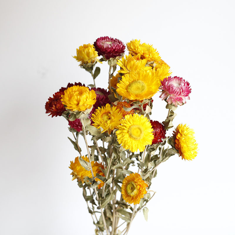 Flor seca Flor eterna Gypsophila Bola de oro No me olvides Flor seca Rosa hoja de eucalipto Pine Fruit Lover Grass al por mayor