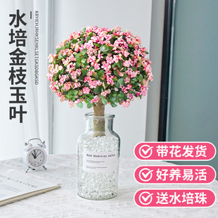 ��֦���~����ֲ��M�����ԾGֲ����ˮ��ˮ�B��Ʒ�߶����Tϡ���Ϙ�