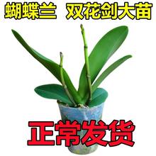 双花剑蝴蝶兰盆栽兰花大苗带花剑带花苞客厅花苗室内花好养易成活