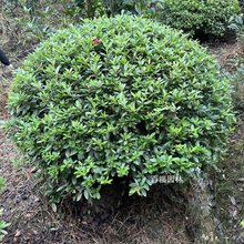 毛鹃精品球规格全基地直销产地批发价格庭院别墅高档小区绿化球