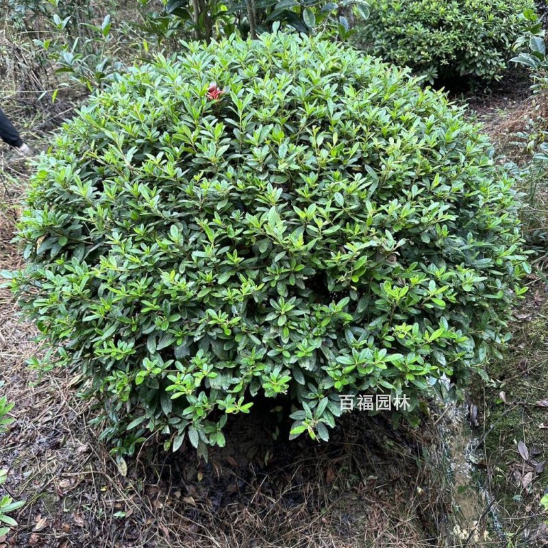 毛鹃精品球规格全基地直销产地批发价格庭院别墅高档小区绿化球