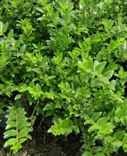 ���G�̶� ʒɽ�r������   ���G�̶�         ���NҎ��   �G��