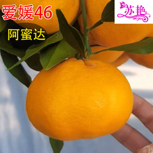 ������̽ۘ��� ����46̖������ �����_��޽����Ә�����Ʒ�N����