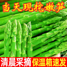 头茬芦笋新鲜特级产地直销现挖5斤嫩青笋尖绿鲜芦笋嫩龙须菜蔬菜