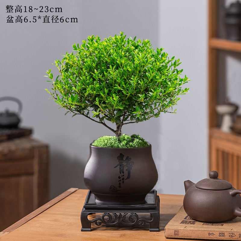 고급 작은잎 피니퍼스 + 고요한 보라색 모래 화분 + 수지 사각 트레이 + 비료 [무료 이끼]