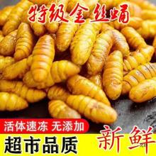 蚕蛹金丝蚕蛹新鲜鲜活速冻黄蛹山东产桑蚕蛹子金丝蛹蛹工厂