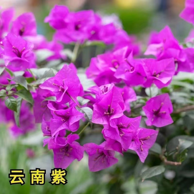 [Resistente al frío] Ciruela triangular cuatro estaciones flores al aire libre resistente al calor flores multicolores plantas de plantación verde