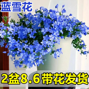 Blue Snowflake Seedling Potted Balcony Flower Heat-Resistant Easy-To-Grow Plant Garden Courtyard Climbing Vine Climbing Flower Vine White Snowflake