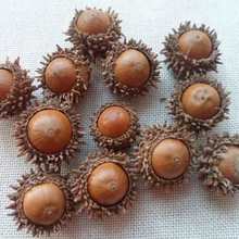 橡果完整一对 植物不能食用 野生橡子 橡果子 果实 浆果手工