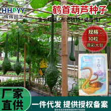 鹤首葫芦种子四季盆栽手捻小葫芦种籽观赏植物庭院文玩葫芦种孑