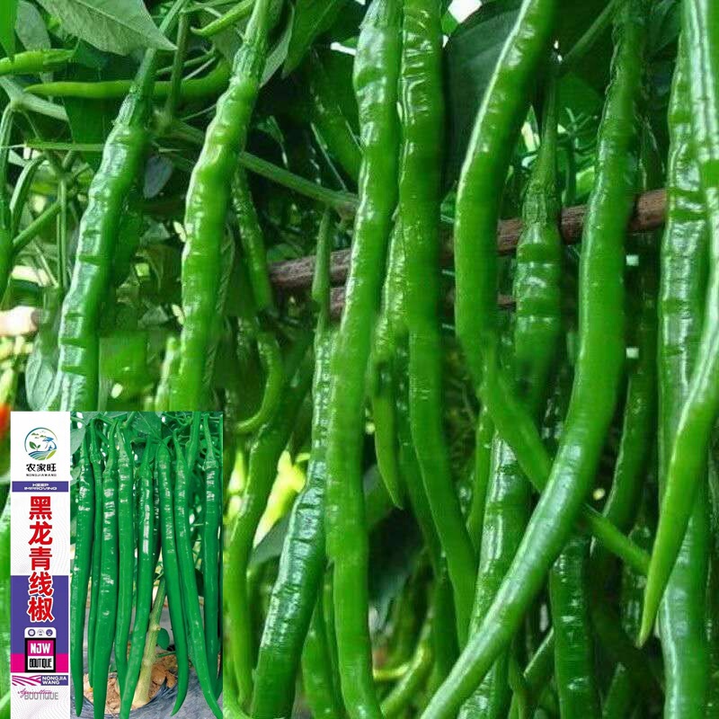 Wholesale Black Dragon Super Evergreen Pepper Seeds Spicy Slender Green Pepper Farmland Vegetable Garden Pepper Seeds Wholesale Company
