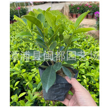 �S���ţ��S���ţ�20cm�菽���޼��߶˘ǱP�G�h��F؛���l����ֲ��