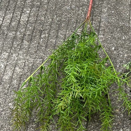 Boda suave techo planta verde techo hoja verde Mori salón de bodas decoración del Hotel Flor falsa venta al por mayor planta verde