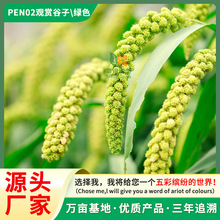 观赏谷子种子工程绿化种植景观园林花籽趣味观赏家庭摆设花卉种子