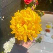 ����ջ��^��������ջ����^�����14cmǧ�Ӿս������l�bջ�