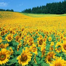 �^�p���տ��N�ݸߗUʳ���Ϳ����N�������㰫�����̨ͥԺ���^����