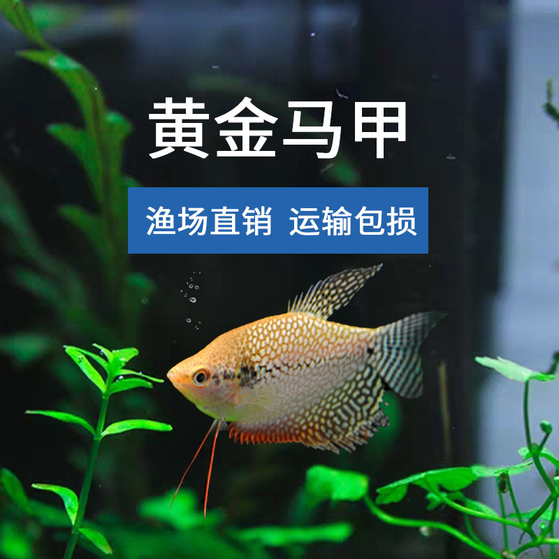 Fishing ground straight hair large 5-7cm long gold Pearl horse carp tropical fish ornamental fish fishing ground wholesale