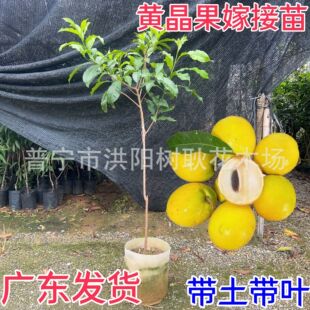 �V�|�S��������޽ӹ�����۶����ļ�����Y���Ϸ��Nֲ�������Ե�