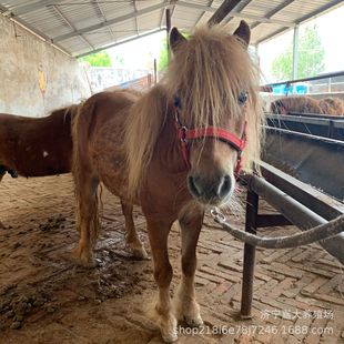 ���R�Bֳע����� ���_�R�����Xһƥ ��ͯ�T���R ���^�^�p�R�r��