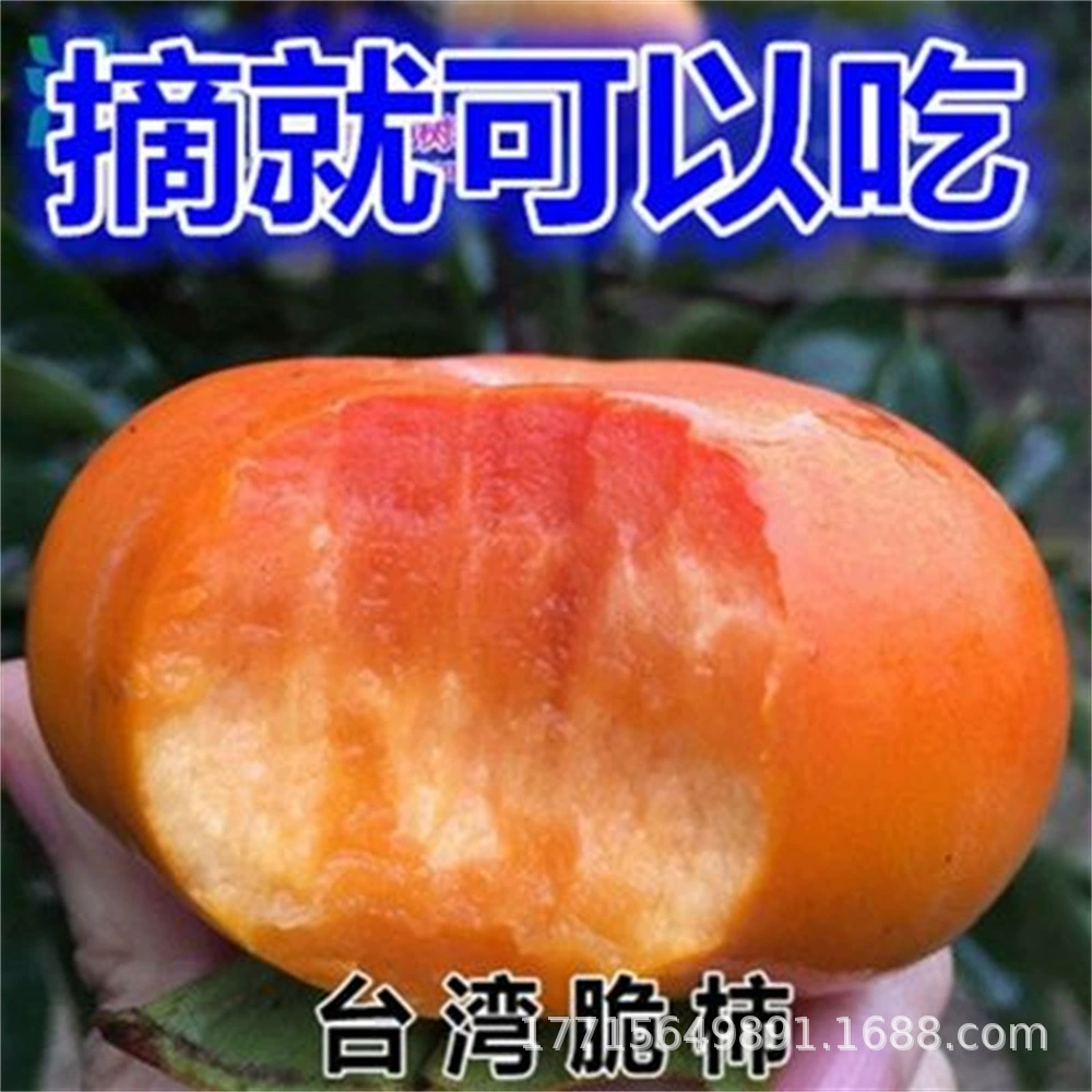 Привитые саженцы плодовых деревьев хурмы хрустящая Сладкая хурма богатая Сладкая хурма саженцы деревьев в горшках посадка без терпкости подобрать готовые к употреблению