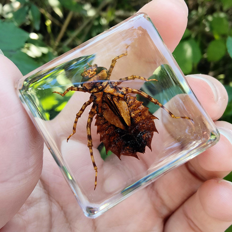 초콜릿 잠자리 애벌레