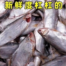 连云港新鲜黄鲫子鱼 黄鲫鱼 黄尖鱼 毛扣鱼烤子鱼海鲜3斤顺丰包