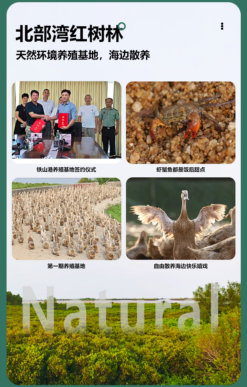 海鸭蛋详情 (3).jpg