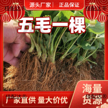 �ļ�ݮ����������ʳ�Î�������ţ�̹���ݮ����N���ӎ�������