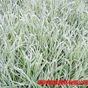 Base Wholesale Mosaic Jade Grass Garden Greening Jade Grass Flower Border Flower Bed Ornamental Grass Cover Plant