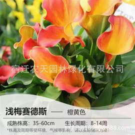 独角戏种球彩色马蹄莲块茎球根花卉植物盆栽地栽品种四季种植