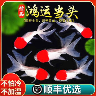 ��S���\���^�~�^�p�~�Q피t�{���^���~���~�����ˮ�~��ˮ���B��