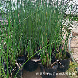 水葱苗葱蒲莞草观赏草水葱基地  挺水植物湿地公园浮岛水生植物