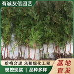 侧柏树苗坟前墓前绿植塔柏松柏龙柏植物节塔松圆柏四季常青绿化苗