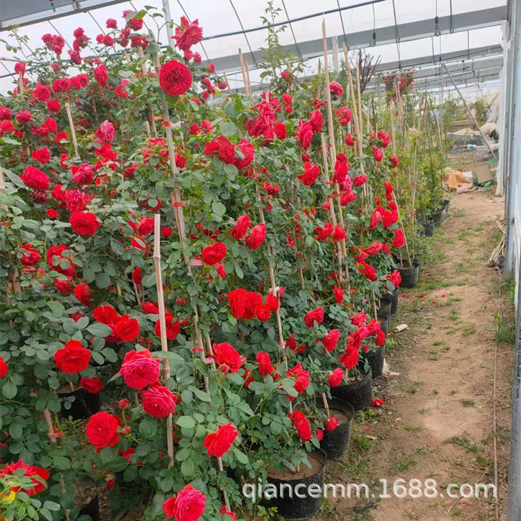 新品种红苹果爬藤月季花苗盆栽切花玫瑰室外阳台花卉植物四季开花
