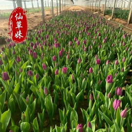 宿根花卉;一二年生花卉;灌木