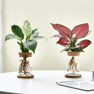 ֲ�� �k�����������ˮ�������҃����Һ��B����Gֲ�����՚�