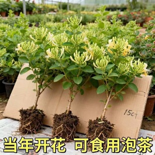 ���y����������ֲ���ļ��������һ��ܿ��^�pͥԺ�����̨�����_��