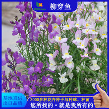 柳穿鱼种子多年生小金鱼草籽易活春秋季盆栽绿化花卉花种花园庭院