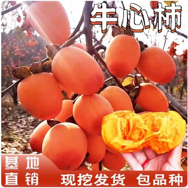 牛心柿子苗树嫁接软柿子奶油柿南方北方庭院地栽盆栽种植当年结果